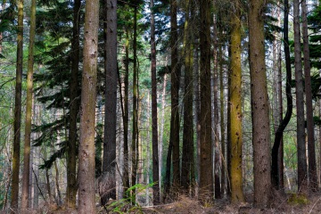 shadows_and_tall_trees