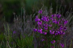 1_20240623-_MG_7861