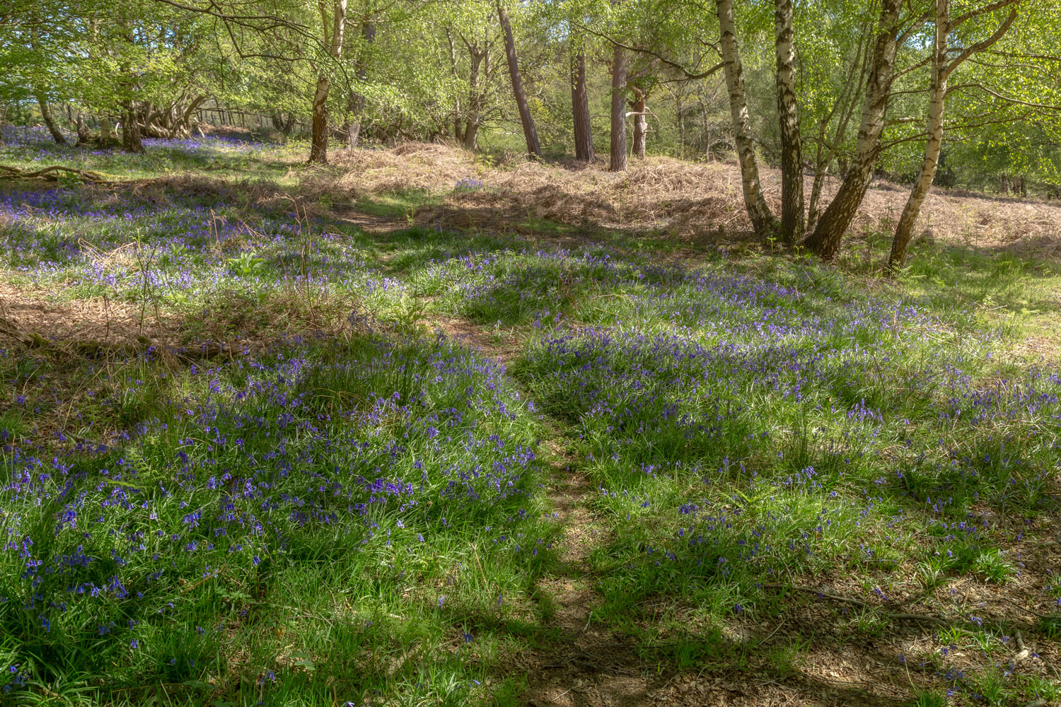 Bluebells in Ashdown Forest in the spring